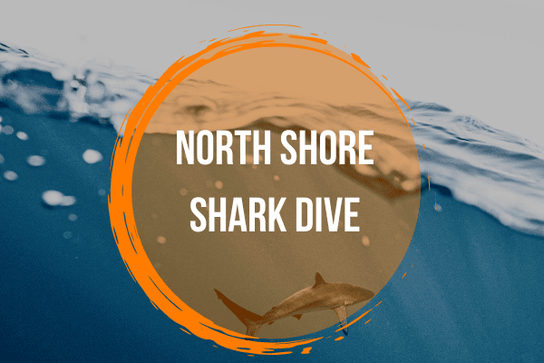 North Shore Shark Dive 1 Haleiwa-shark-tour-oahu