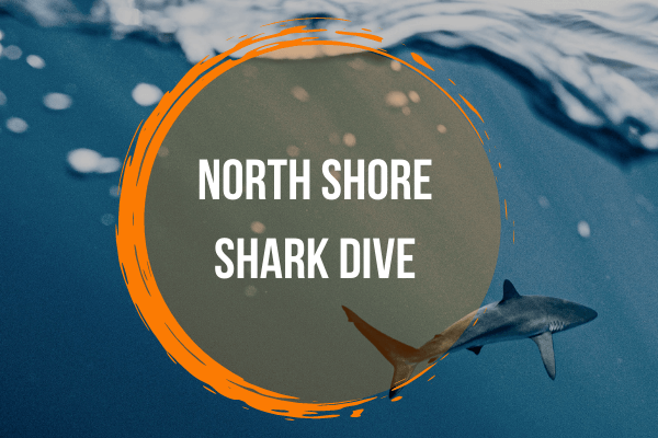 Image from North Shore Shark Dive