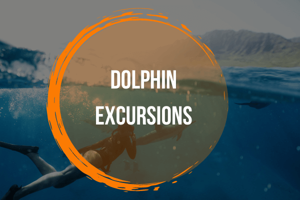 Image from dolpin excursion Image from dolpin excursion