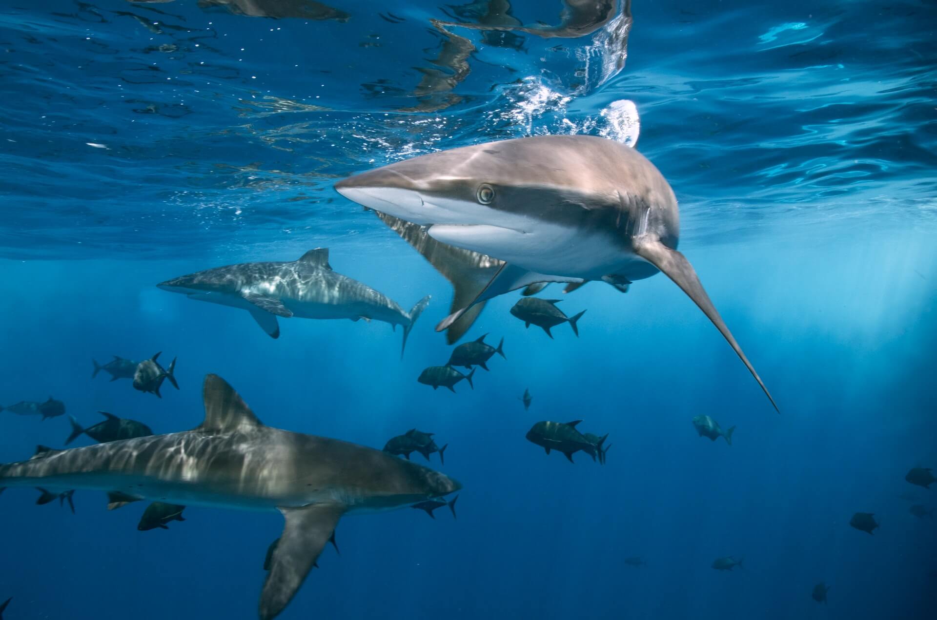 shark dive tour oahu north shore