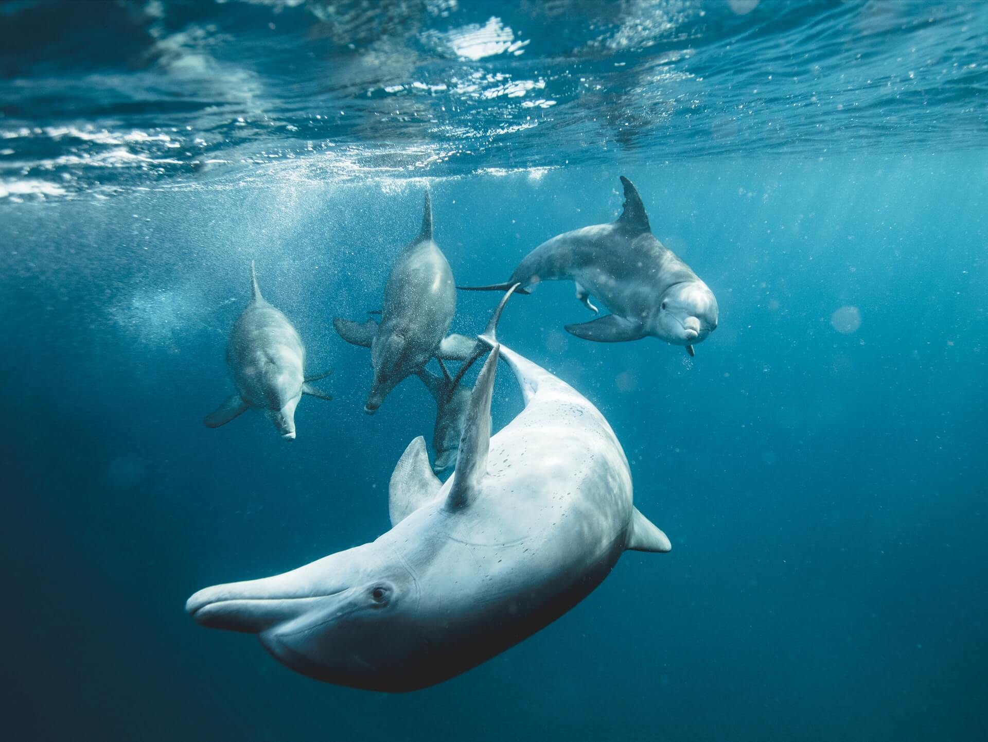 Image of dolphins captured on an Oahu dolphin excursion Image of dolphins captured on an Oahu dolphin excursion