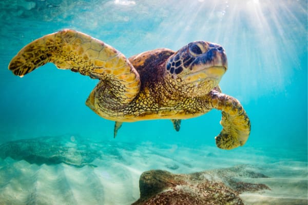 O'ahu-HI-snorkel-tours