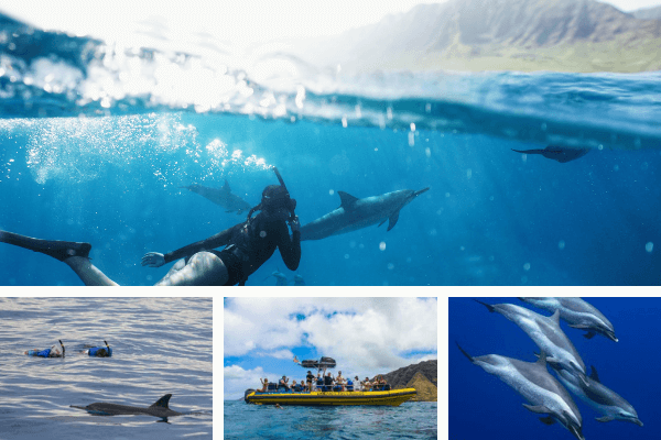 Untitled design - 2021-08-01T221458.684 dolphin-excursions-oahu