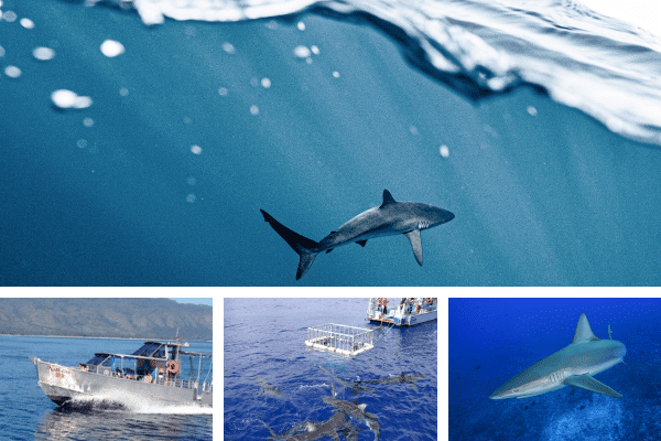 Untitled design - 2021-08-01T222332.633 swim-with-sharks-on-Oahu
