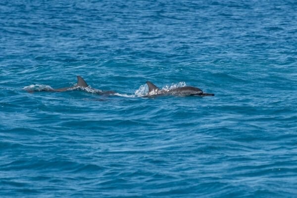 oahu-snorkeling-Hawaii