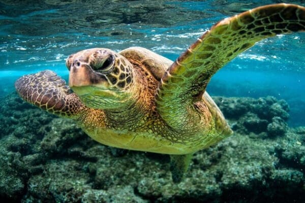 oahu snorkeling tours