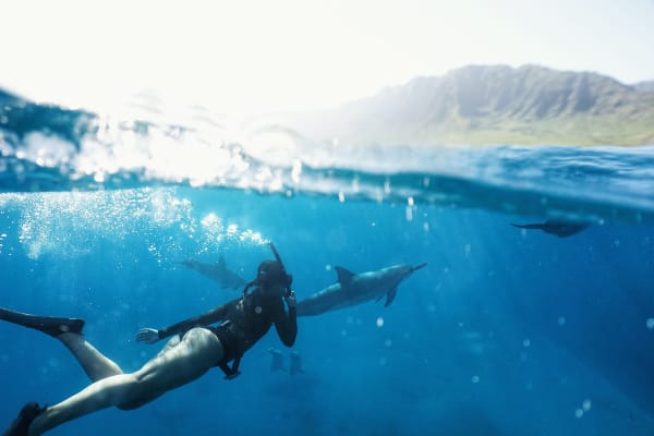 swim-with-dolphins-oahu-hawaii