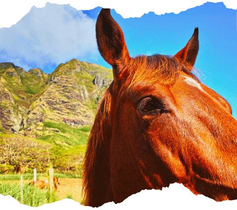 Horseback-Riding-Oahu