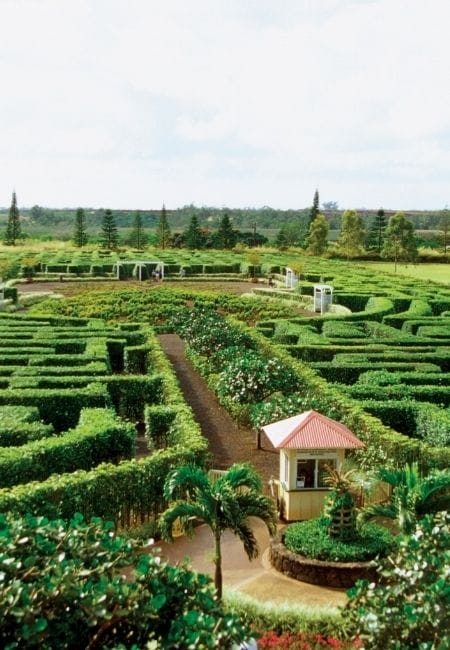 Dole-Pineapple-Maze