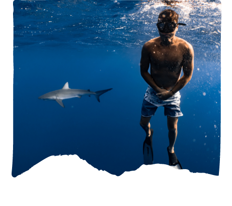 shark-diving-oahu