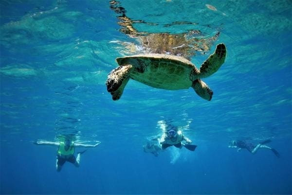 Snorkeling-Waikiki