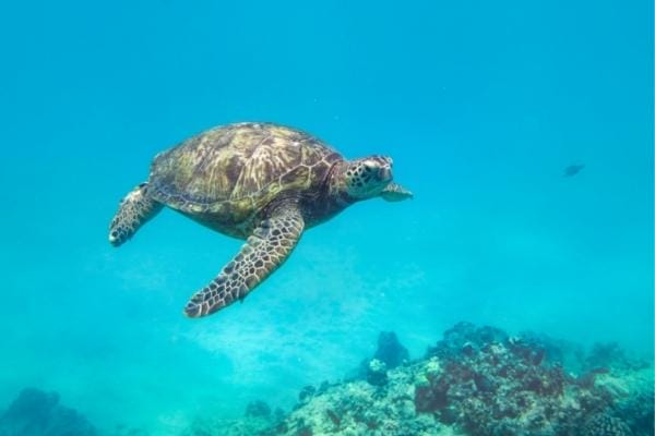 waikiki snorkeling tours Waikiki-snorkeling-tours