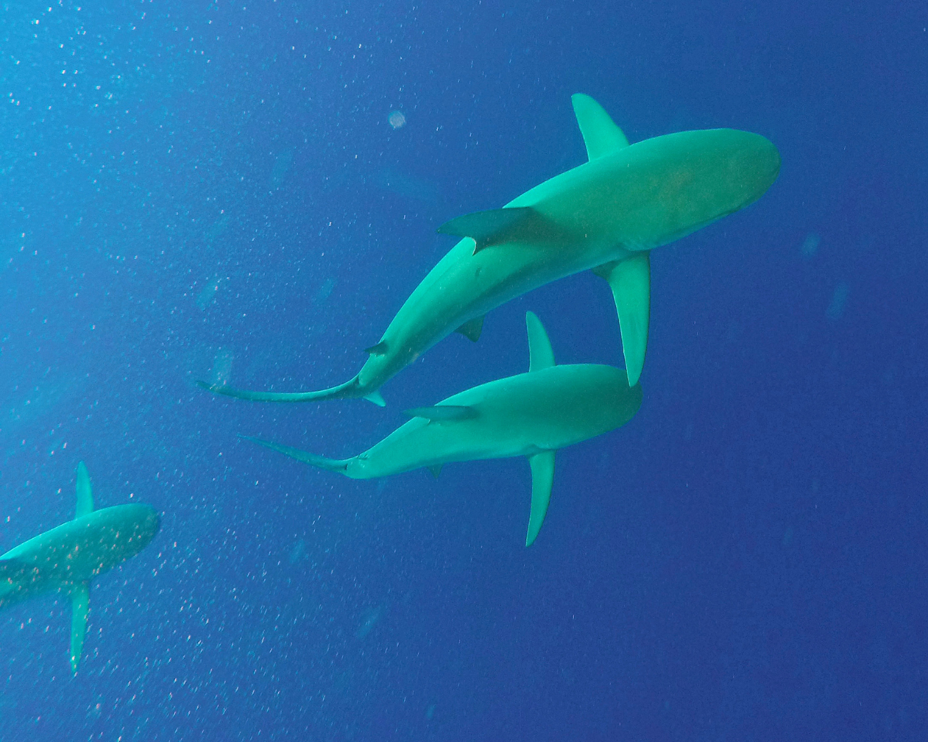 three sharks glide through the ocean with deep blue water beneath them