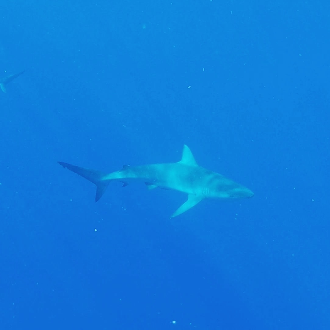 a large galapagos shark swimming in the ocean with deep blue surrounding it