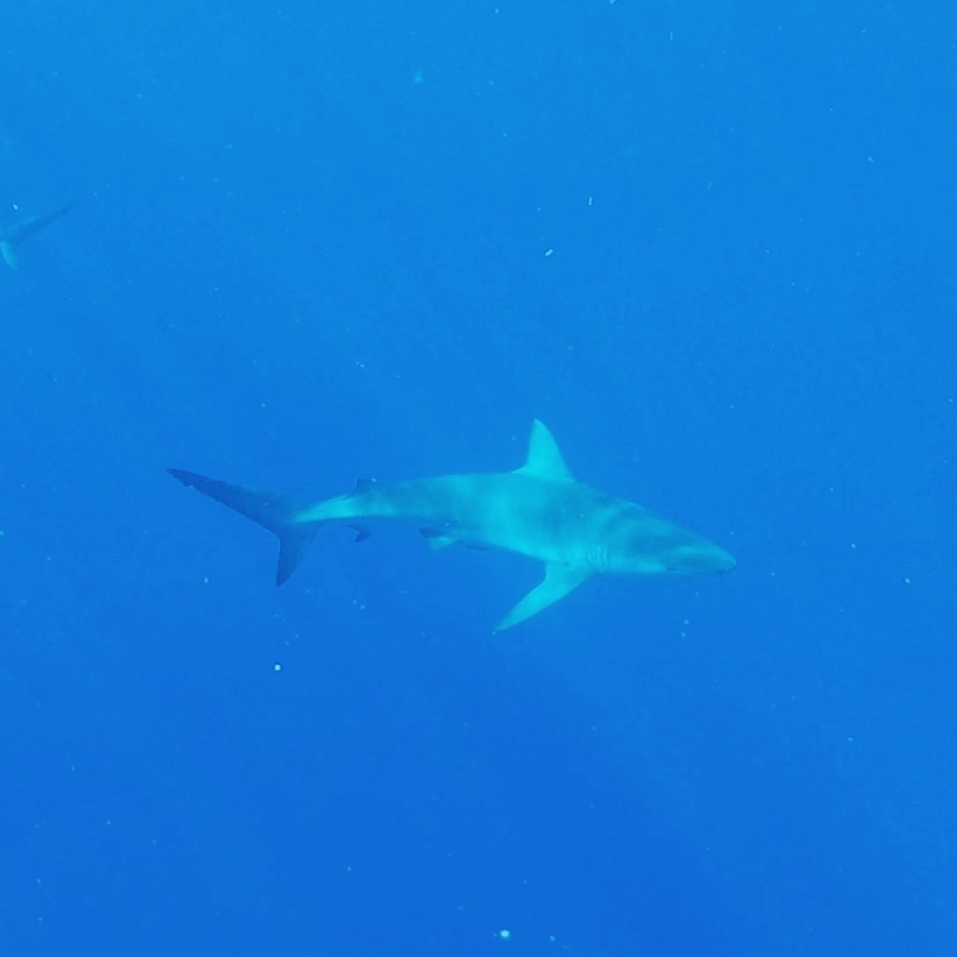 shark-swimming-in-ocean a large galapagos shark swimming in the ocean with deep blue surrounding it