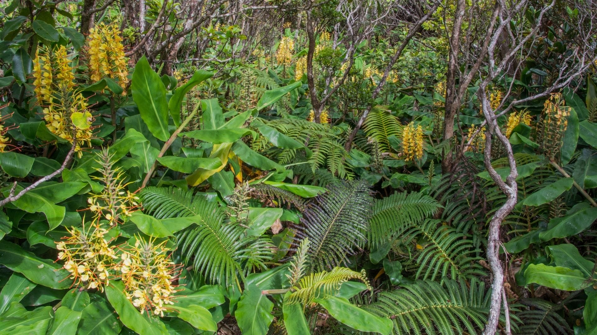 where in hawaii was jurassic park filmed