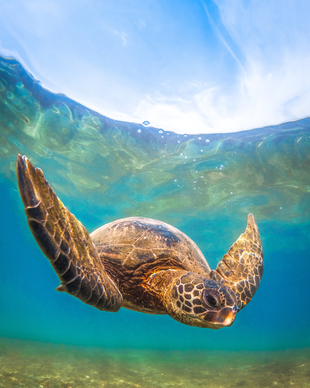 turtle-snorkeling-hawaii