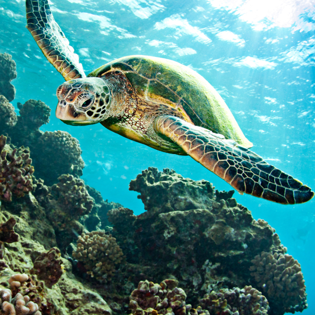 large green sea turtle swimming underwater along a coral reef