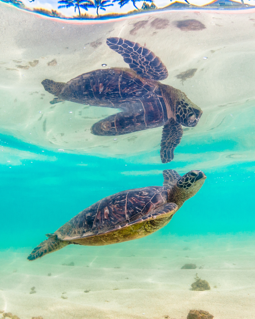 underwater-sea-turtle-photo a sea turtle in shallow water above sand is about to pop up for air