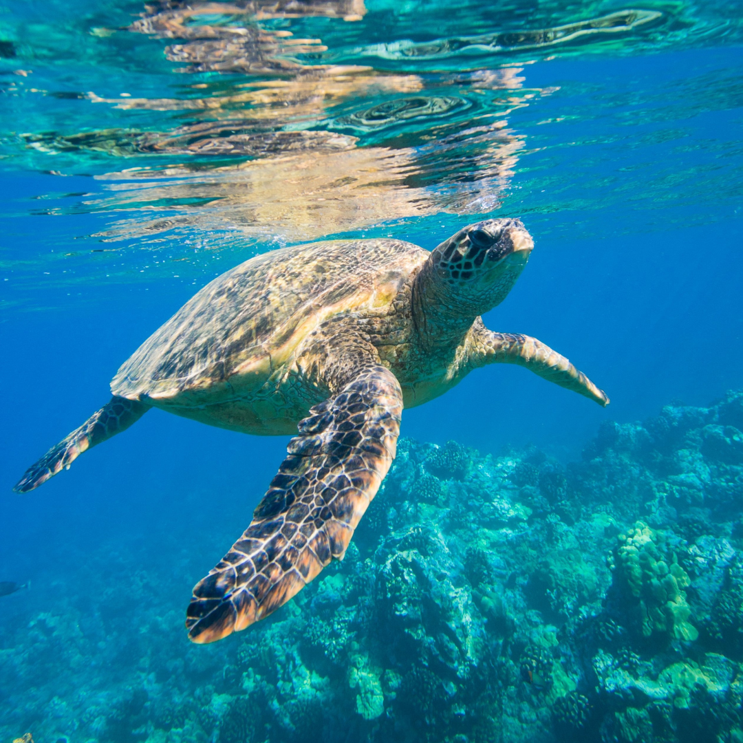 sea-turtle-oahu a green sea turtle is about to break the surface of the water for a breath of air