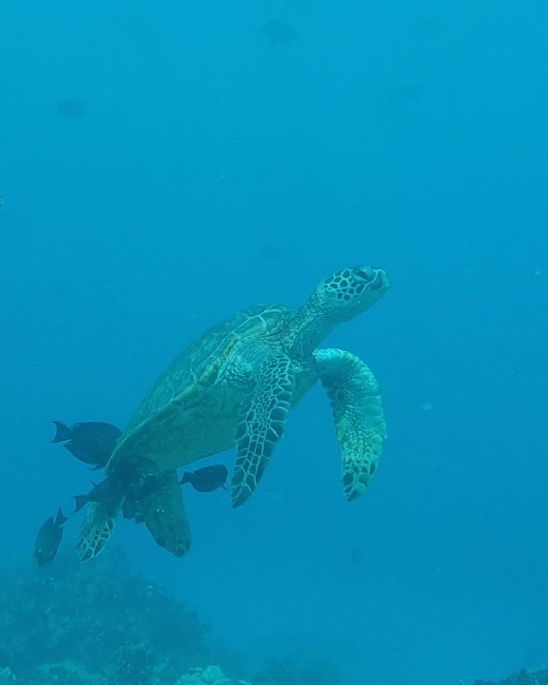 an underwater photo of a green sea turtle in waikiki beach