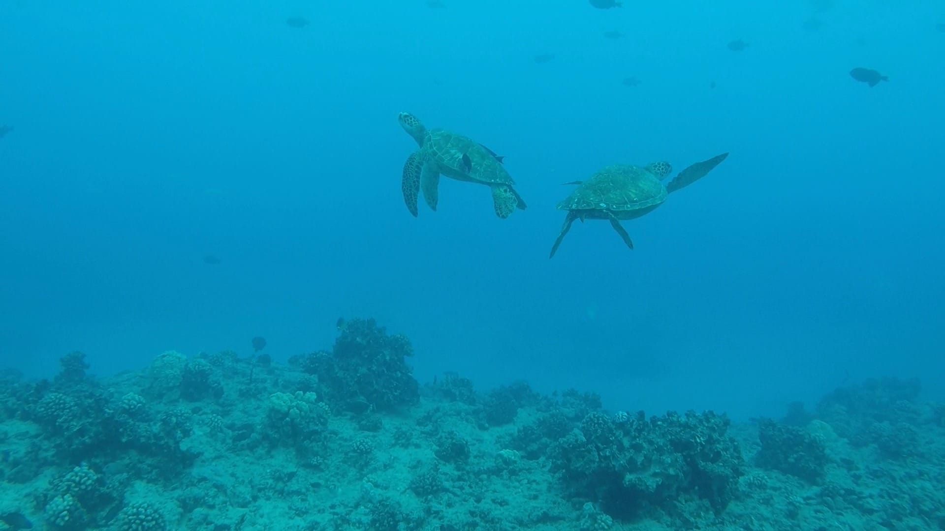 two sea turtles floating underwater