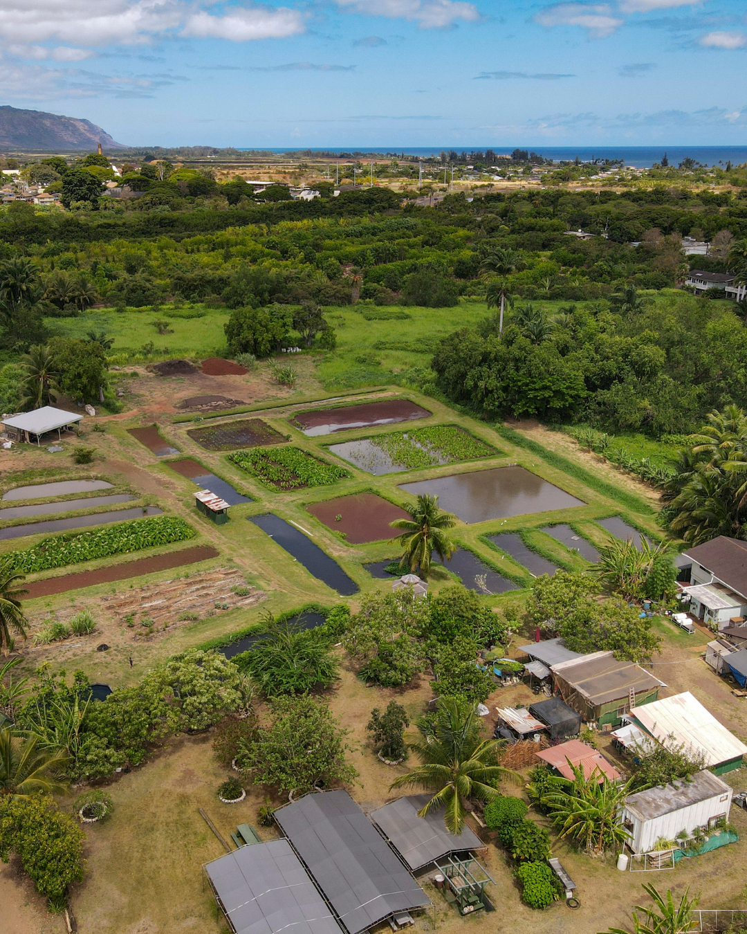 an aerial view of a kalo farm on the north shore of oahu