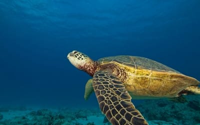 Maui-Turtle-Snorkel
