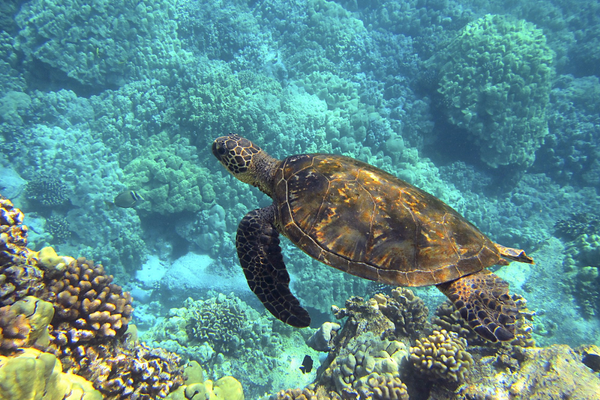 From Lahaina, Maui