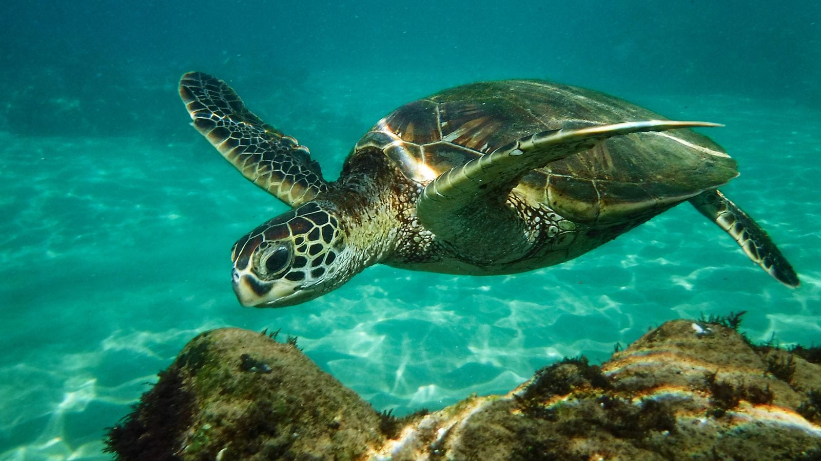 Snorkel-Maui-Hawaii