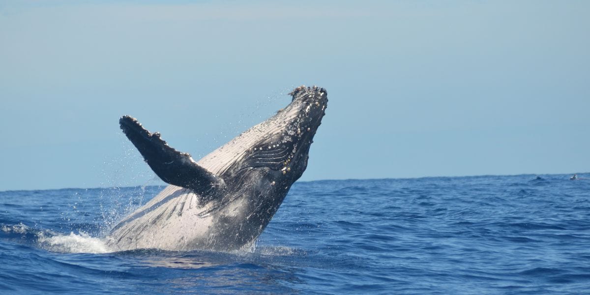 Whale-Watching-Maui