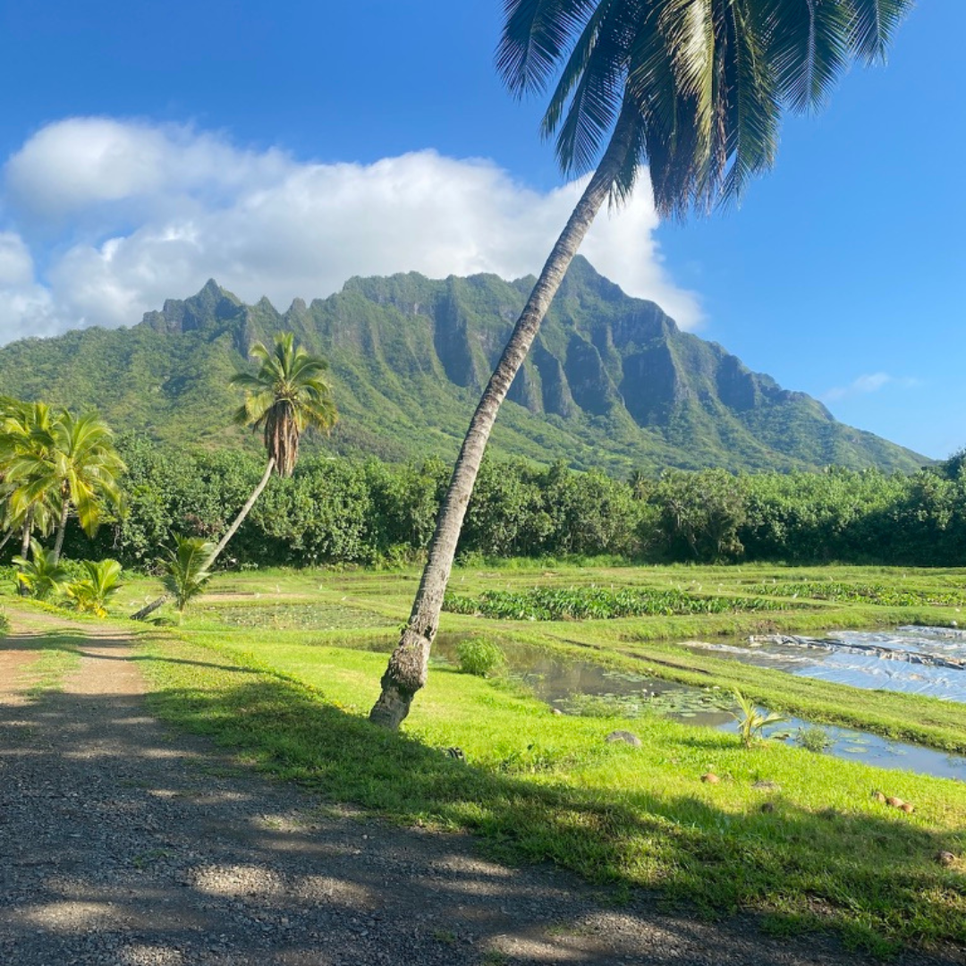 kualoa-ranch-tours-in-oahu a beautiful scenic view of the kualoa mountain range