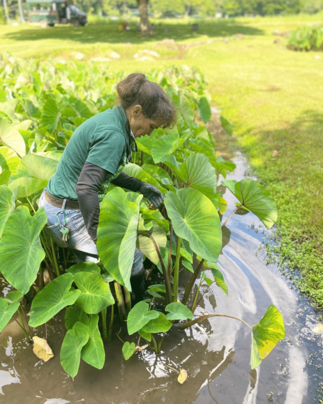 kualoa-sustainability-tour woman in a pond surrounded by taro leaves
