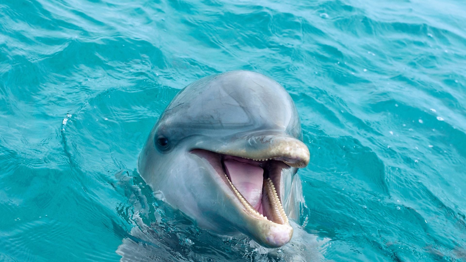 Dolphin-Quest-Oahu-with-kids