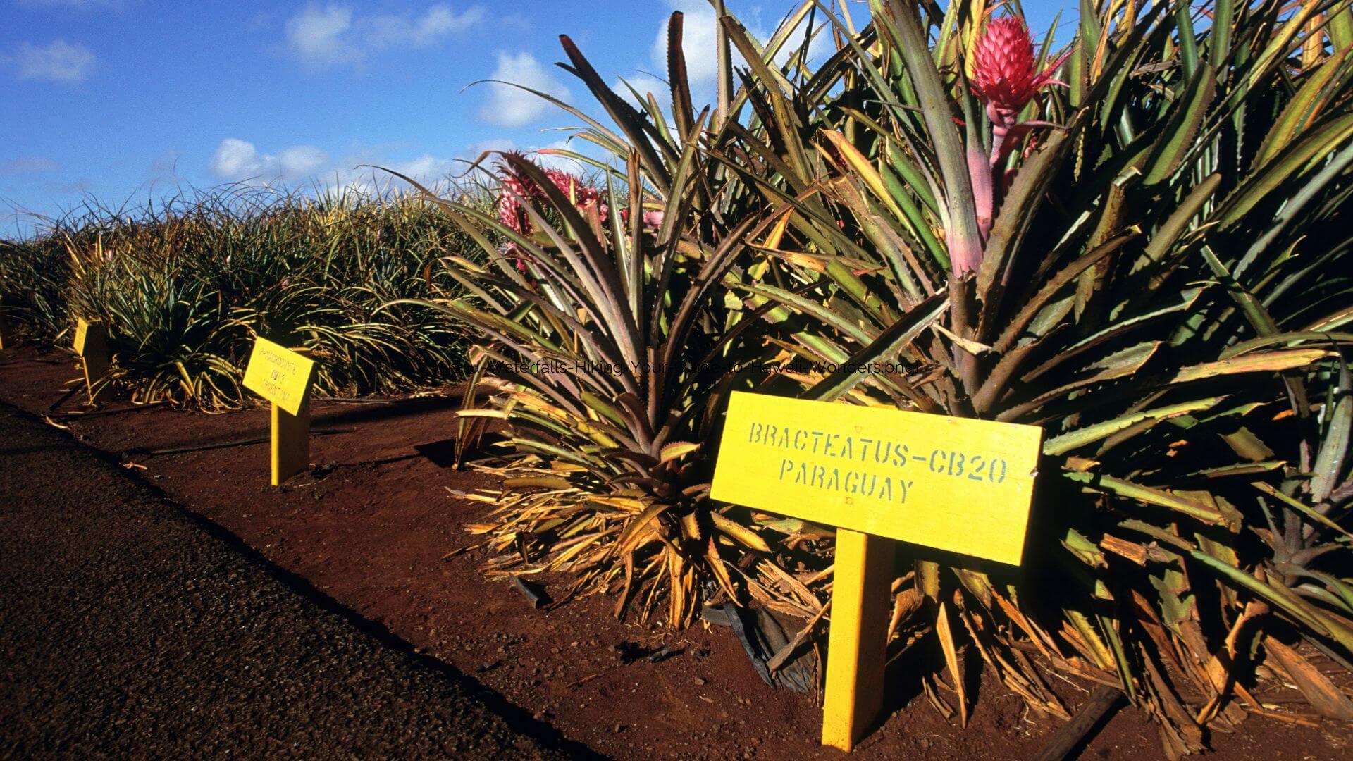 How-Far-is-Dole-Plantation-from-Waikiki.png