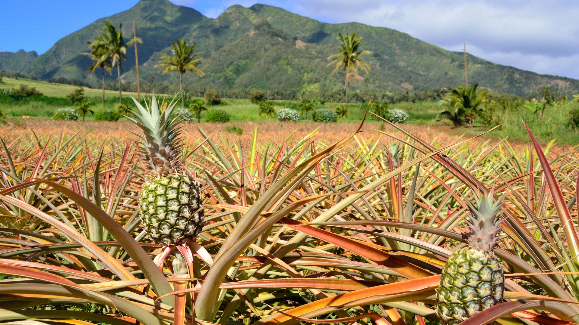 dole plantation tours from waikiki