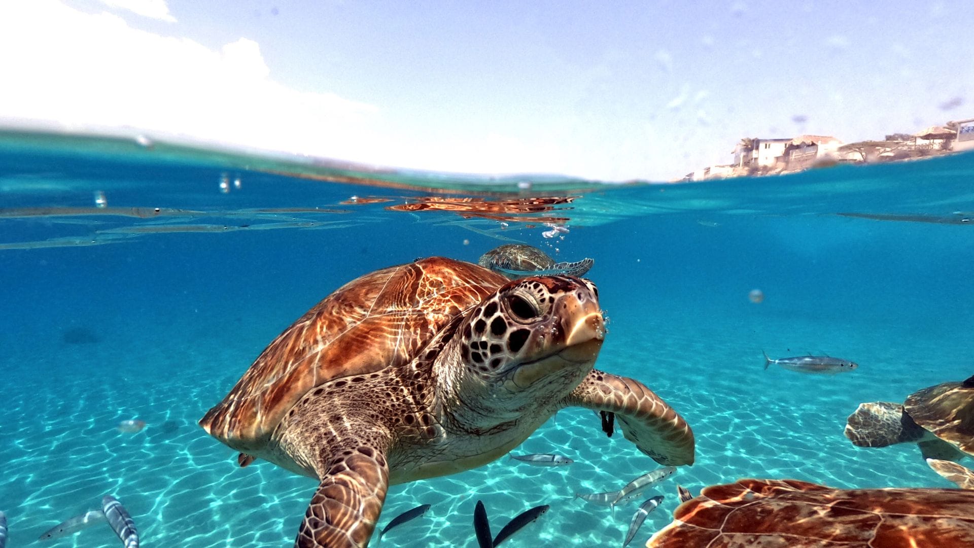 sea-turtles-on-Oahu-electric-beach