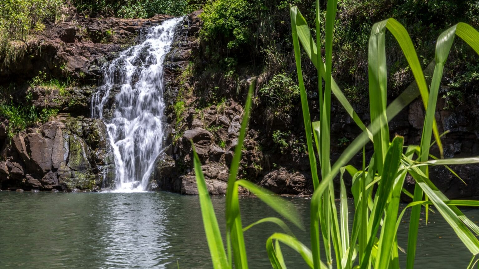 Waimea Falls Oahu Hike A Comprehensive Guide Real Hawaii Tours