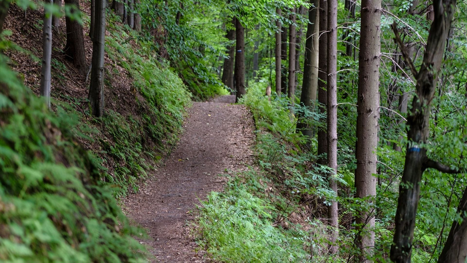 Judd Trail Judd Trail