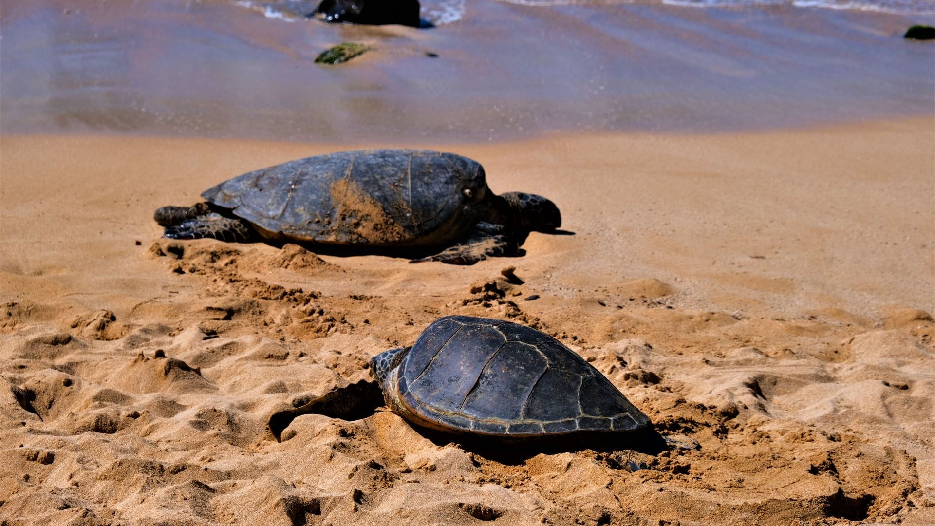 Laniakea Beach-sea-turtles