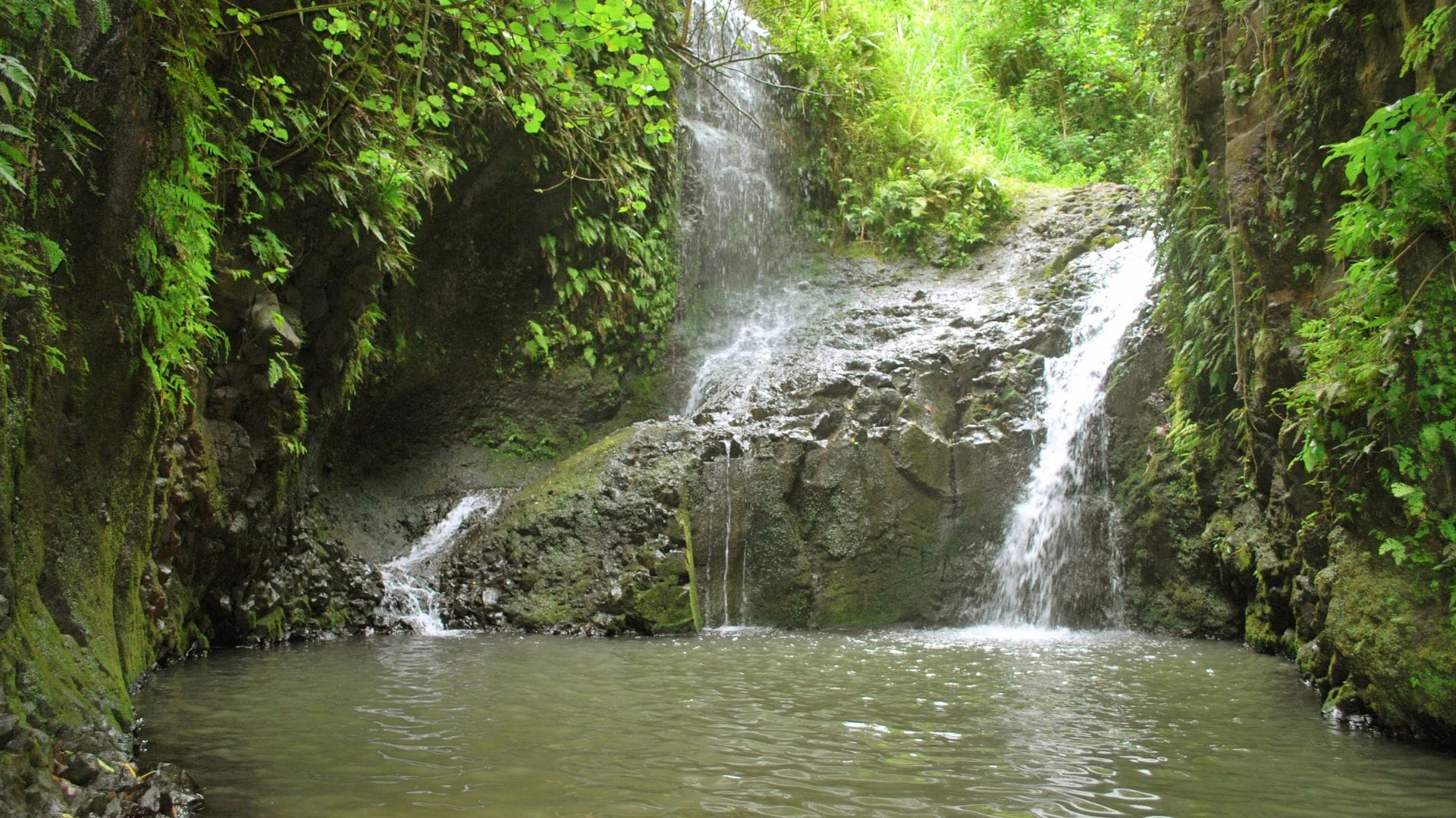 Manoa-Falls-Waterfall-Hiking