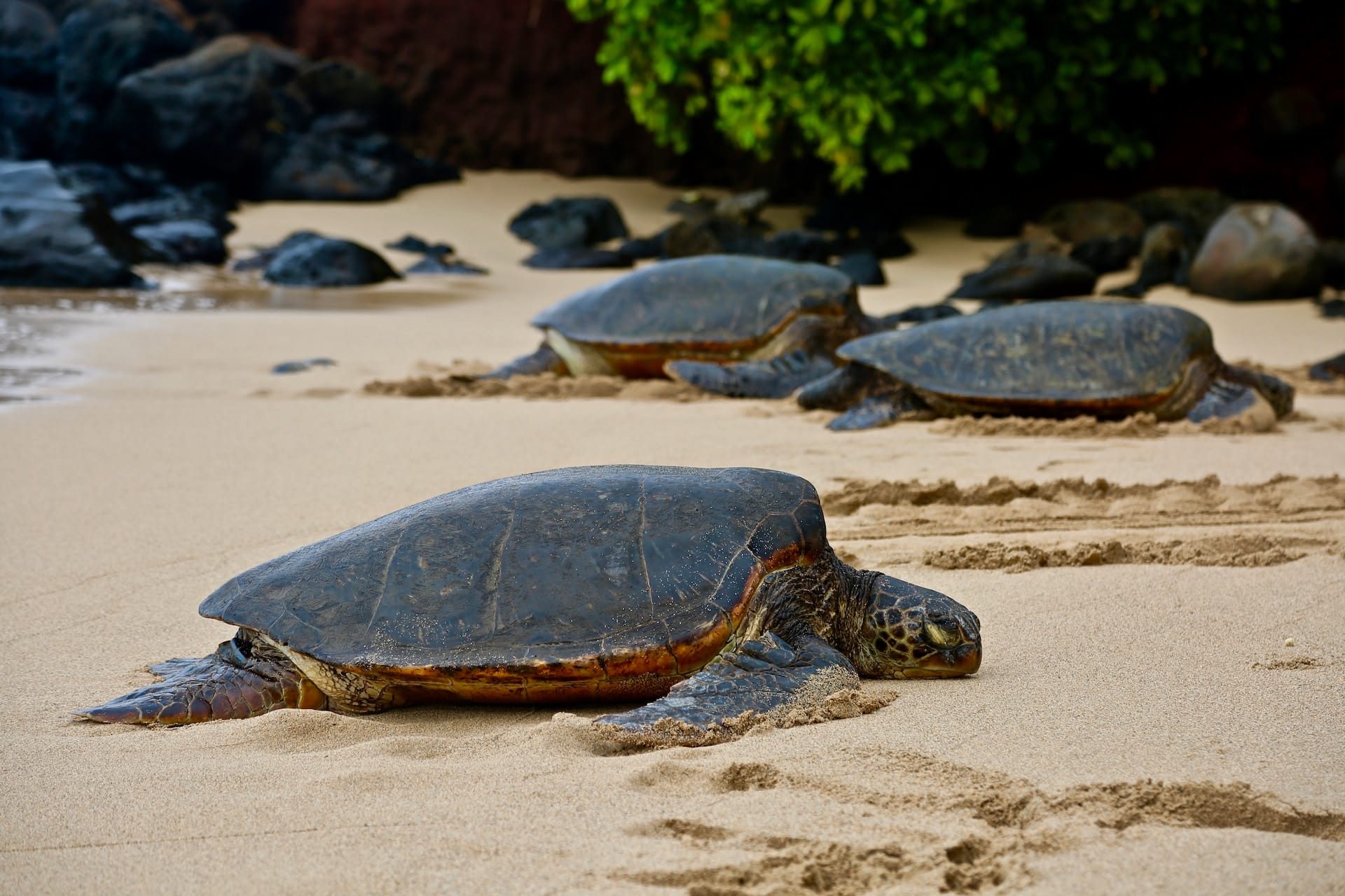 Sea turtles Hawaii Honolulu
