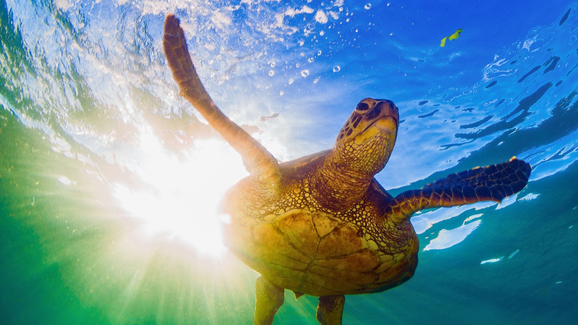 Snorkeling Excursions in Oahu Ocean-Snorkel-Oahu