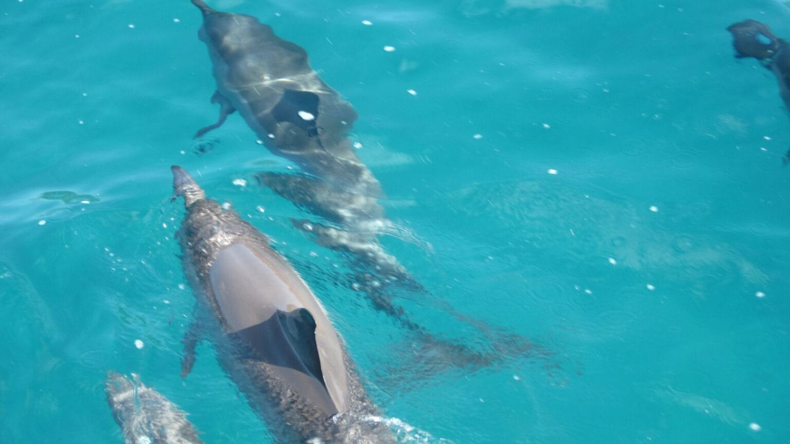 Ultimate Guide to Swim with Dolphins Oahu Experience Real Hawaii Tours