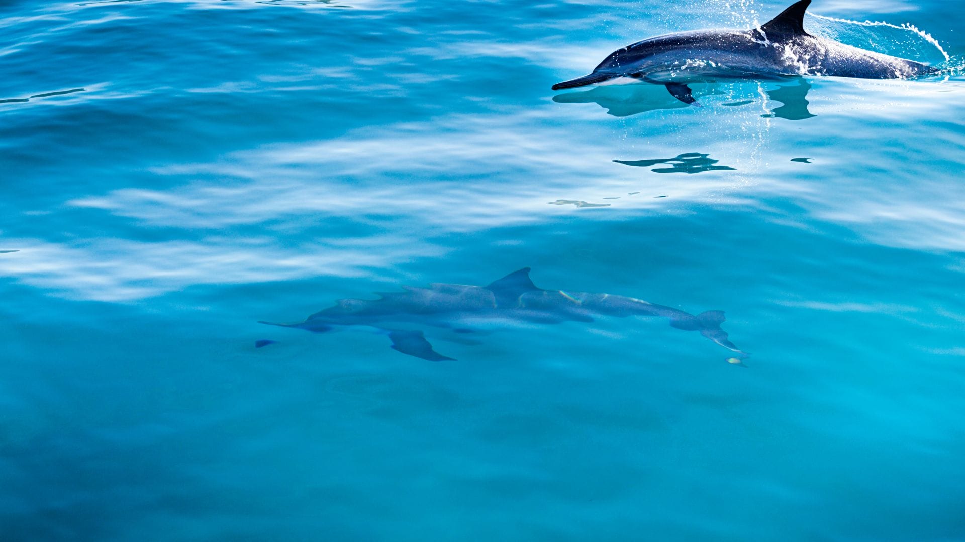 Swimming with dolphins in Oahu