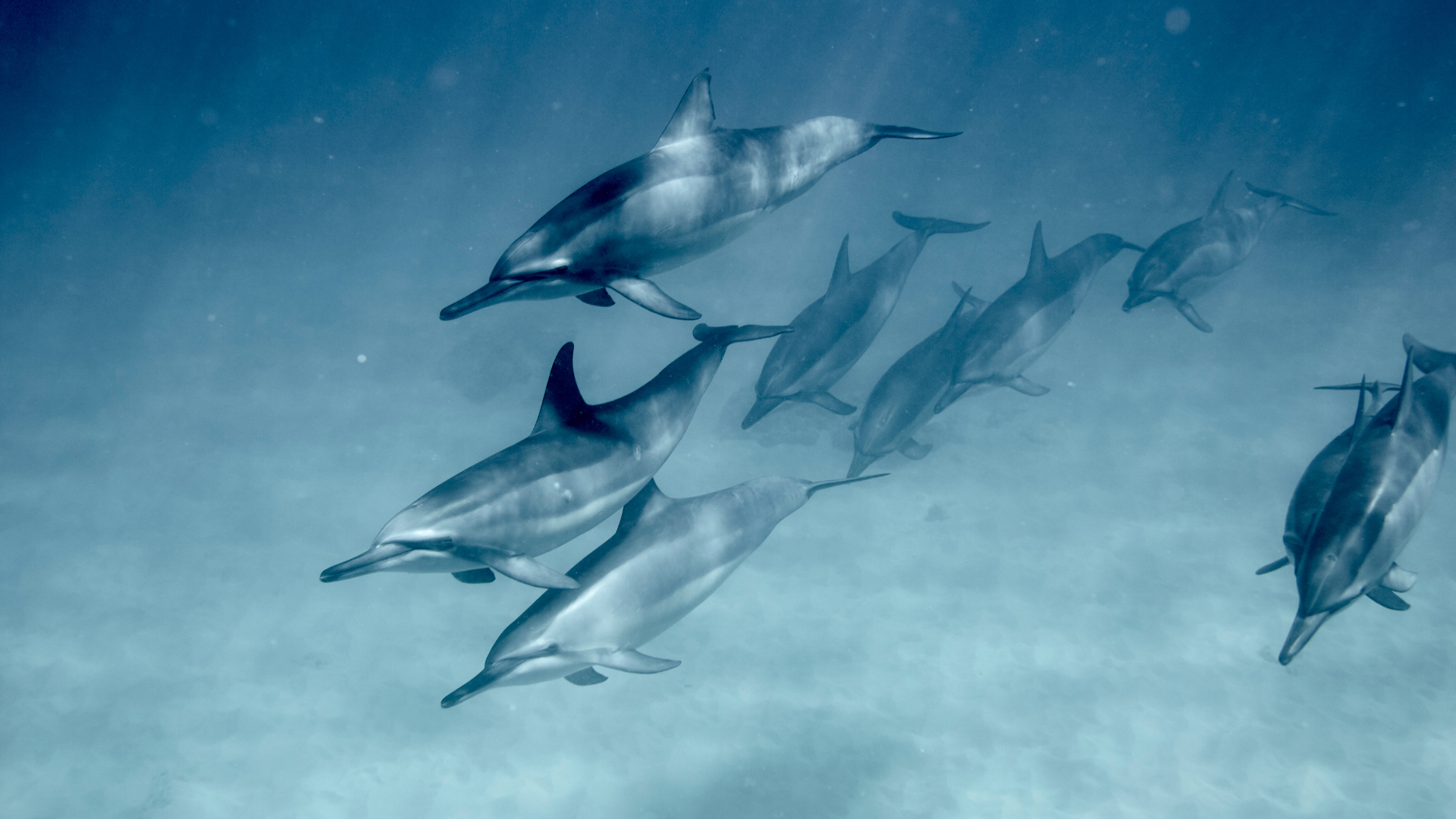 Ultimate Guide to Swim with Dolphins Oahu Experience