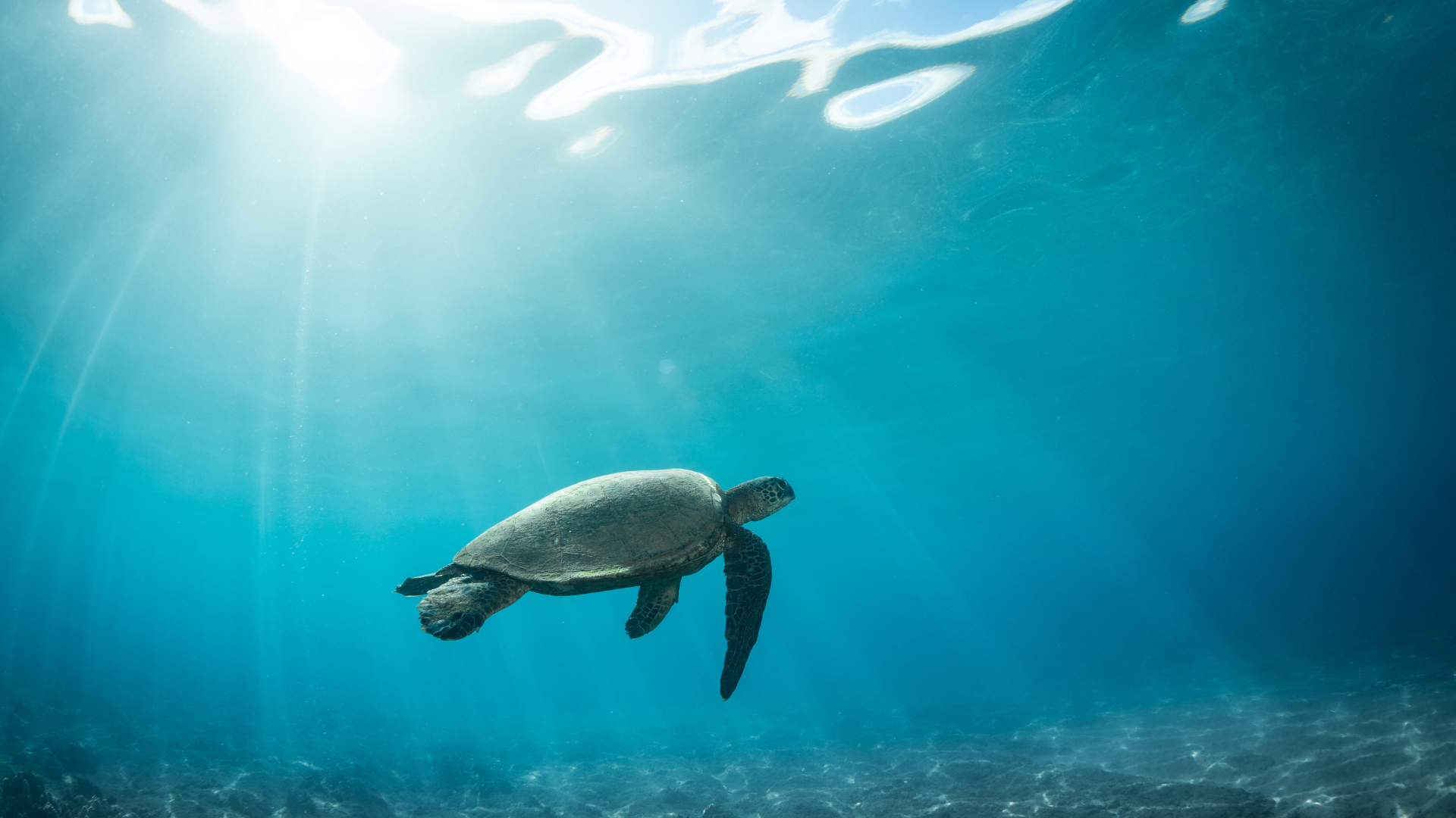 Where to see sea turtles on oahu
