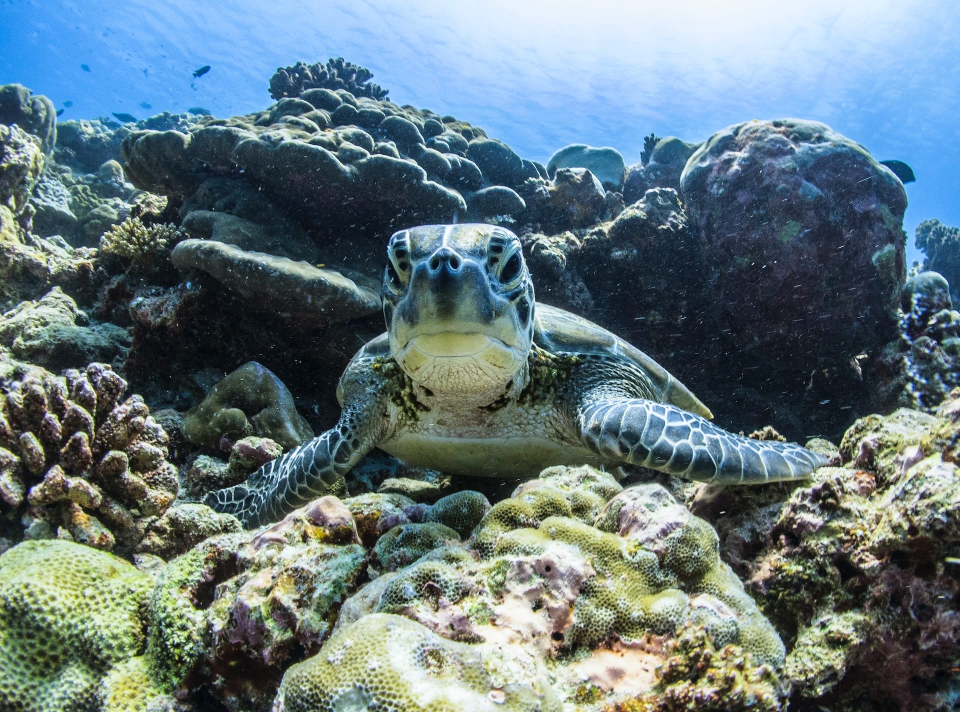 Where to spot sea turtles Hawaii Waikiki