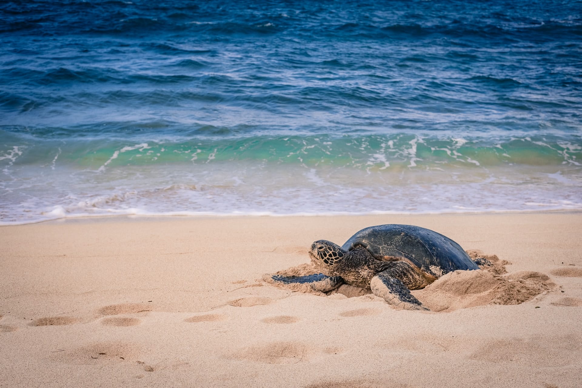 Where to spot sea turtles in Oahu