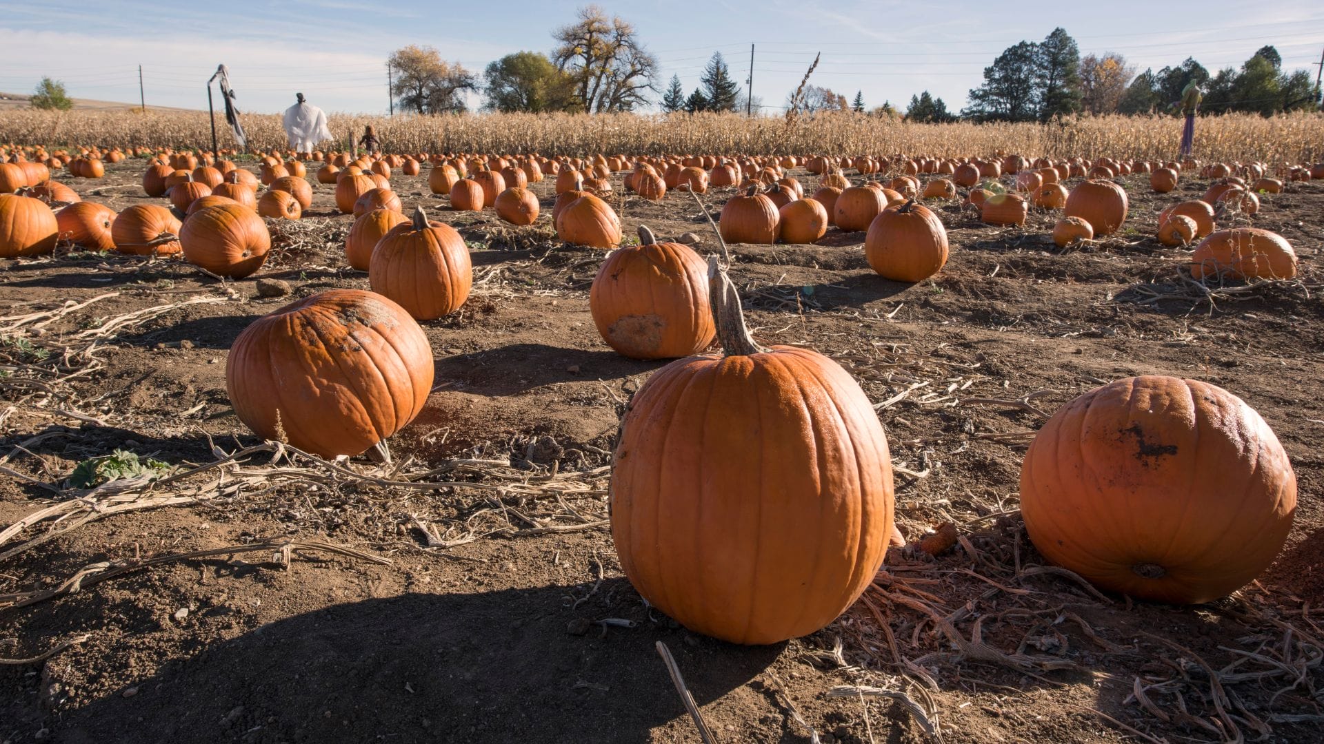 Aloun-Farms-Pumpkin-Festival